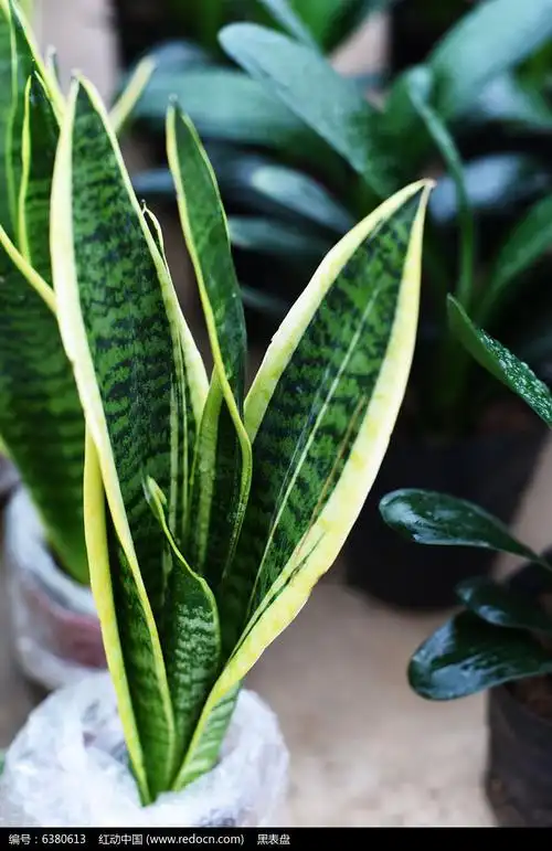 金边龙蛇兰