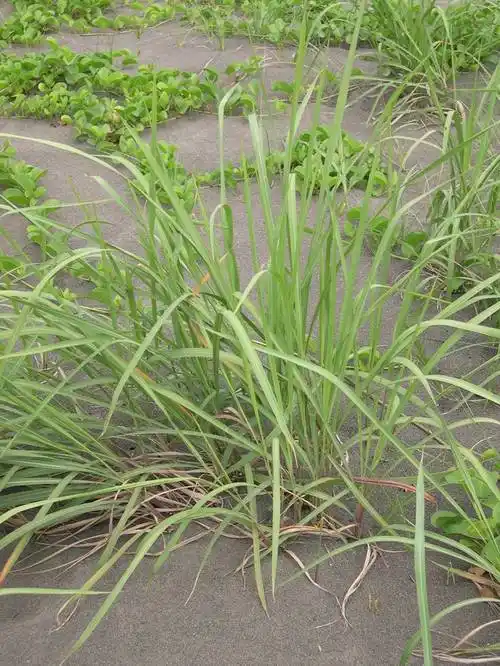 甘露醇,葡萄糖,果糖,蔗糖,柠檬酸,苹果酸,薏苡素及芦竹素,印白茅素等