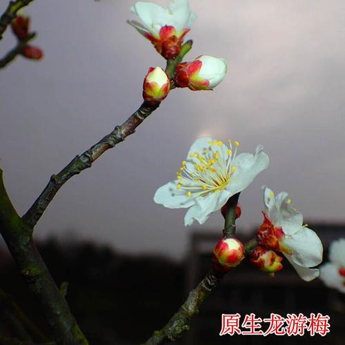原生梅花龙游梅盆栽地栽耐寒南北方花卉绿梅红梅红须朱砂当年开花
