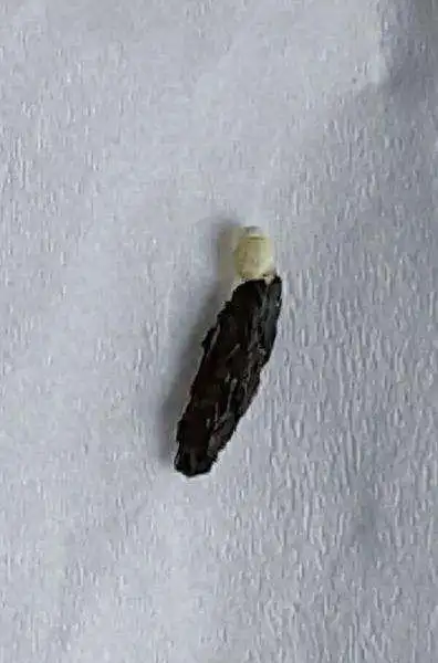 求帮忙看看这个是壁虎屎还是老鼠屎,好害怕是老鼠屎