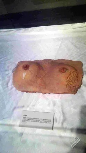 别人去汉阳造踏青,我看人体标本展!