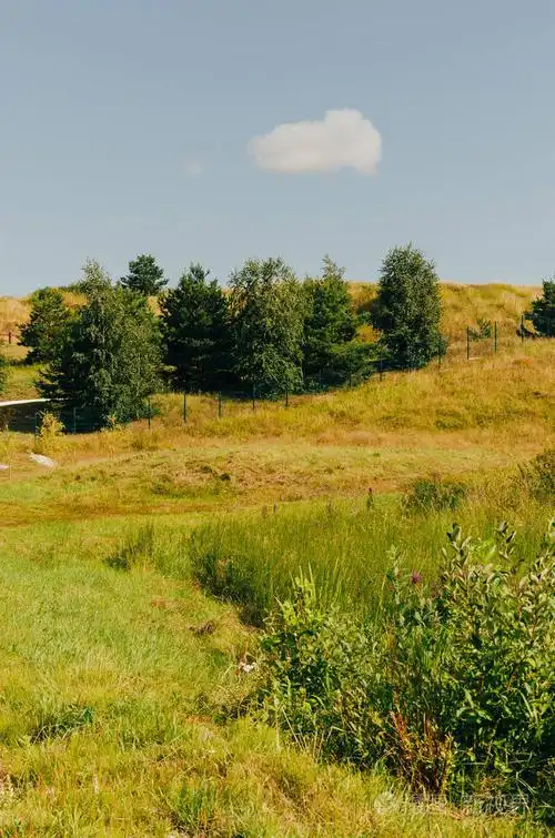 夏季景观山区地形, 其中草和树木生长
