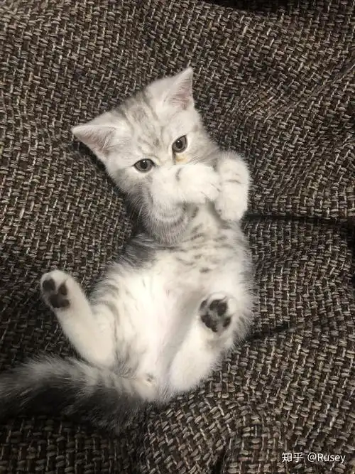 美短和英短杂交好看吗?养猫的来戳戳