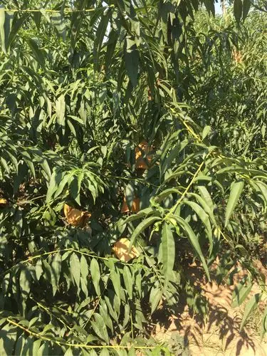 市外桃园,黄桃采摘基地