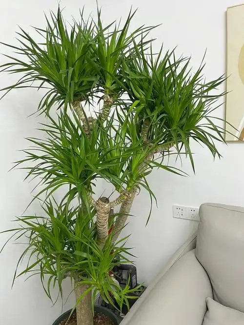 260入的龙血树还是放沙发边最顺眼