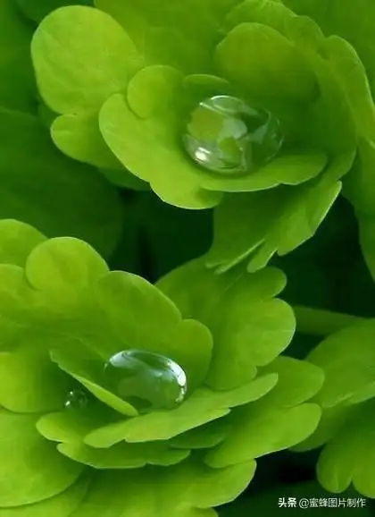 绿色护眼风景壁纸,电脑壁纸绿色护眼风景,绿色护眼风景全屏壁纸图片