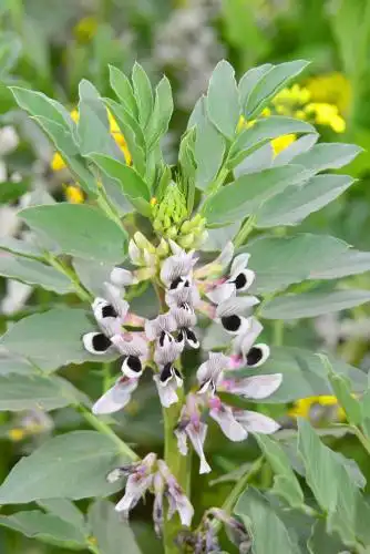 田间开花的农作物蚕豆