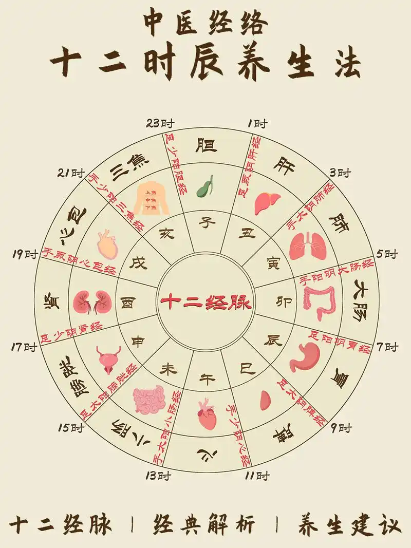 附解说! 中医经络 | 十二时辰养生法!附解说!