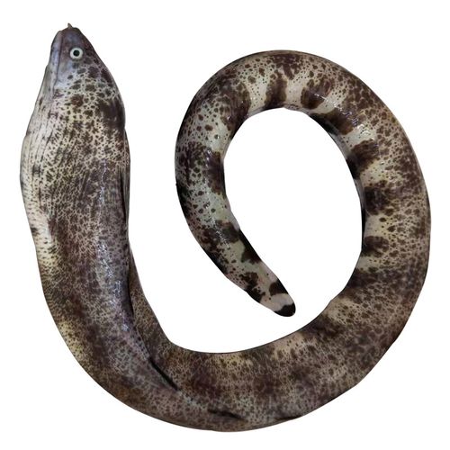 鳗鱼顺手一件鲜活海鲜花鳗鲡照烧鱼油450克2份鳗鱼