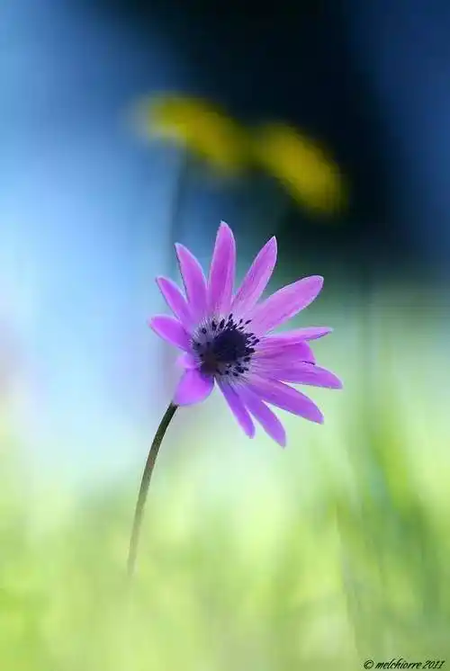 换个角度拍花,马上美得超凡脱俗!