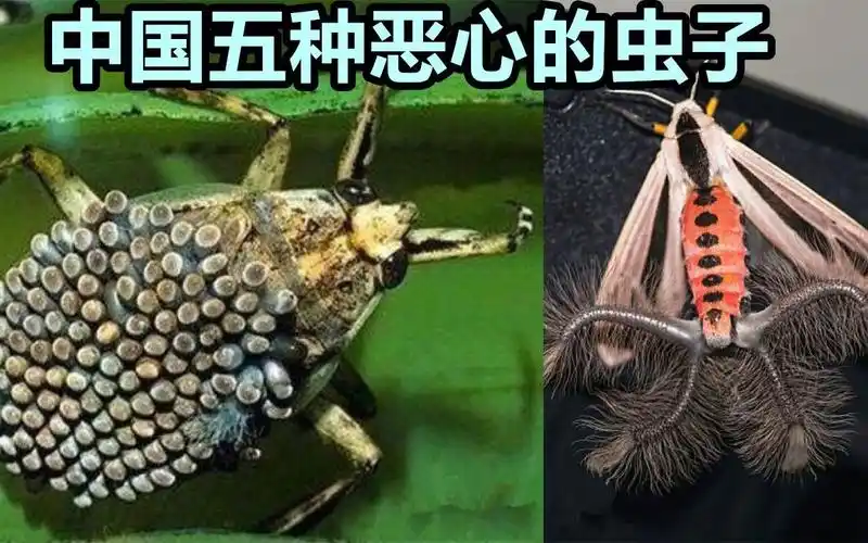 中国就有的五种恶心虫子!你见过那种?