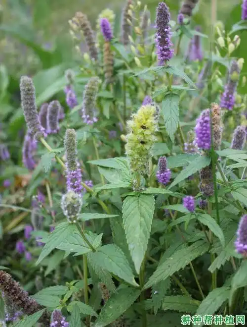 密花香薷(唇形科)—【耕种帮种植网】