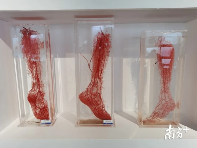 看南方直播开启人体科学馆探秘之旅