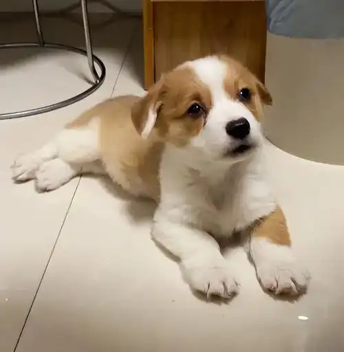 这个小眼神太可爱了,露营捡到的小狗狗到底是什么品种?