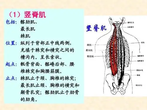 自然科学 化学 运动系统解剖实验-骨骼肌-躯干肌ppt (1)竖脊肌 包括