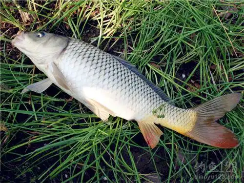 解密野生鲤鱼的生活习性和垂钓技巧