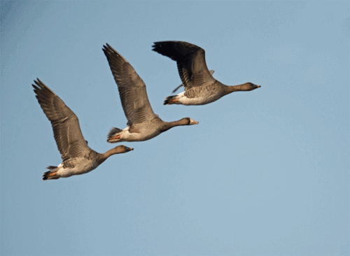 640_468gif 动态图 动图