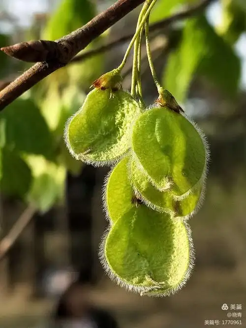 欧洲白榆,果荚比榆树大,果柄长.