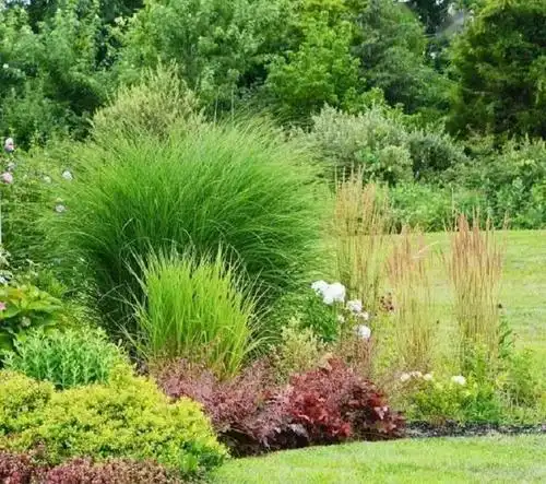 细说那些被名字耽误的观赏草!