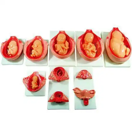 【供应康全丨胎儿妊娠发育过程模型】图片