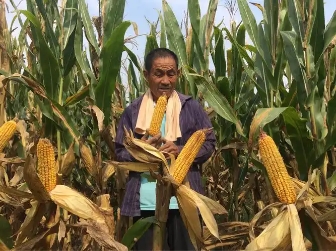 名门新秀登海511诚招各乡镇代理