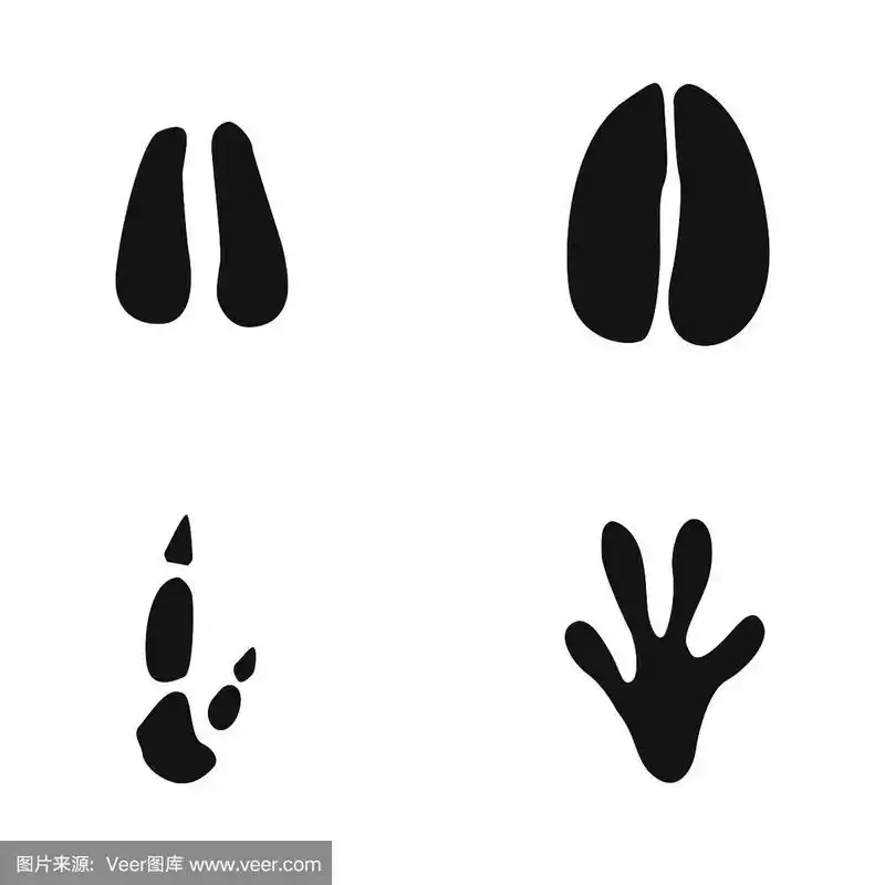 羊,牛,袋鼠,蜥蜴的脚印