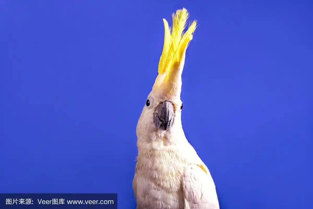 蓝色背景上的白色鹦鹉.