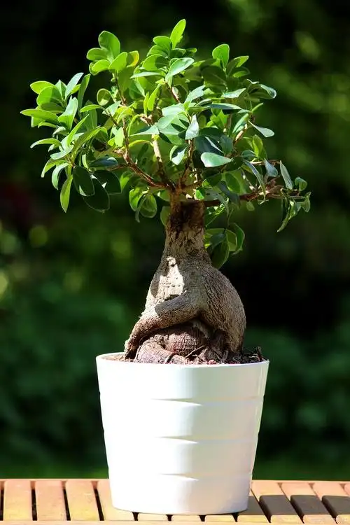 学名murraya exotica,别名众多,又称石辣椒,九秋香,九树香,七里香