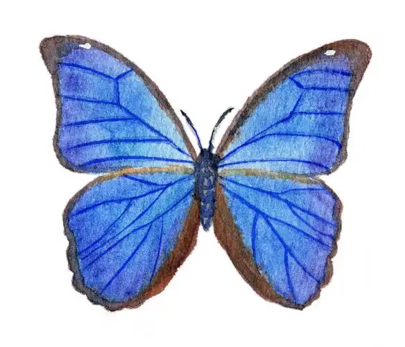 手绘水彩动物蝴蝶素材元素插画