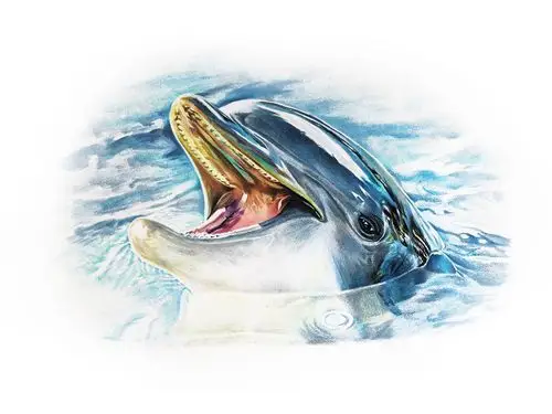 彩铅小海豚🐬 - 原创作品 - 站酷(zcool)