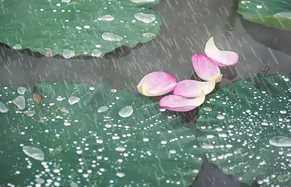 描写夏雨的诗句有哪些纯粹描写夏天下雨诗句