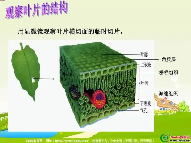 角质层 栅栏组织 海绵组织