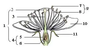 图是桃花的结构示意图,请据图回答问题