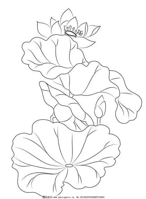 古风荷花简笔画铅笔 简笔画图片大全-蒲城教育文学网
