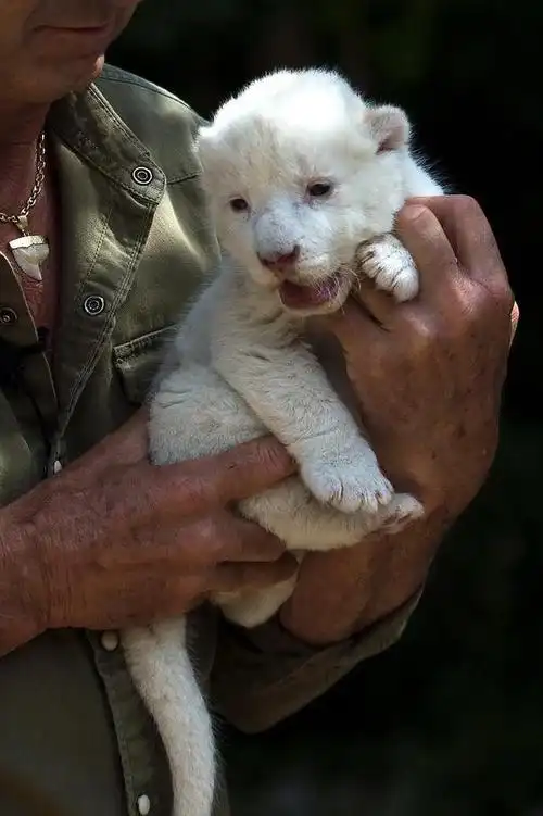 西班牙出生的可爱小白狮