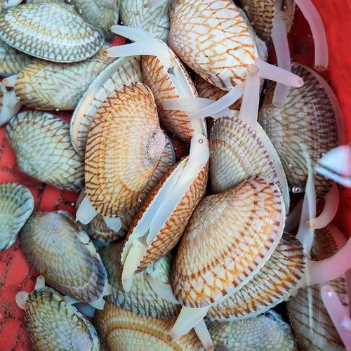 福建东山岛鲜活油蛤大海蛤蜊厦门新鲜花蛤海鲜贝壳类花甲广东潮汕