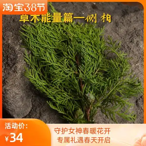 侧柏叶天然生发变黑洗头水绿色干花装饰天然蓬松头发清洁滋养头皮