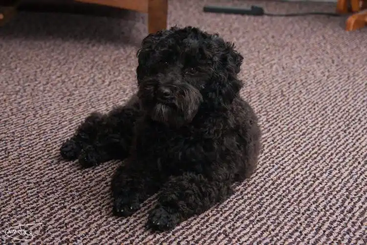 两个月黑色泰迪狗图片大全