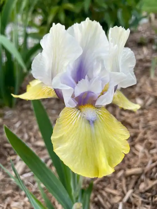 家里后院的鸢尾花iris开始开花了