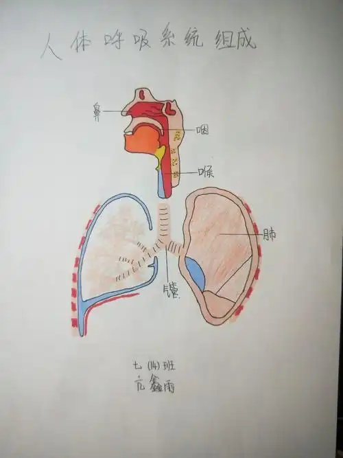 呼吸系统的结构与新冠肺炎的防控密切相关.
