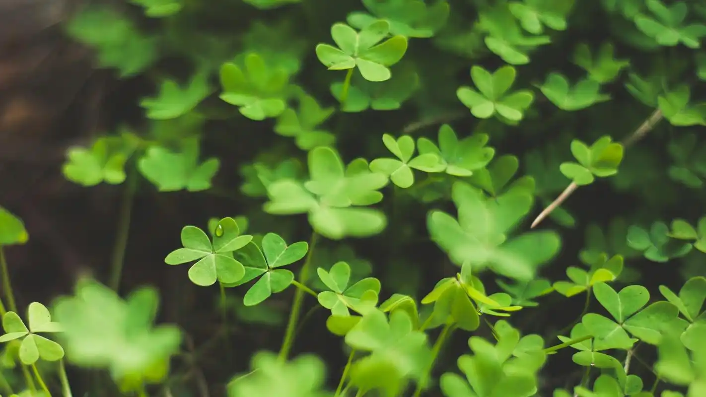 护眼壁纸【568】(小清新静态壁纸) - 静态壁纸下载 - 元气壁纸