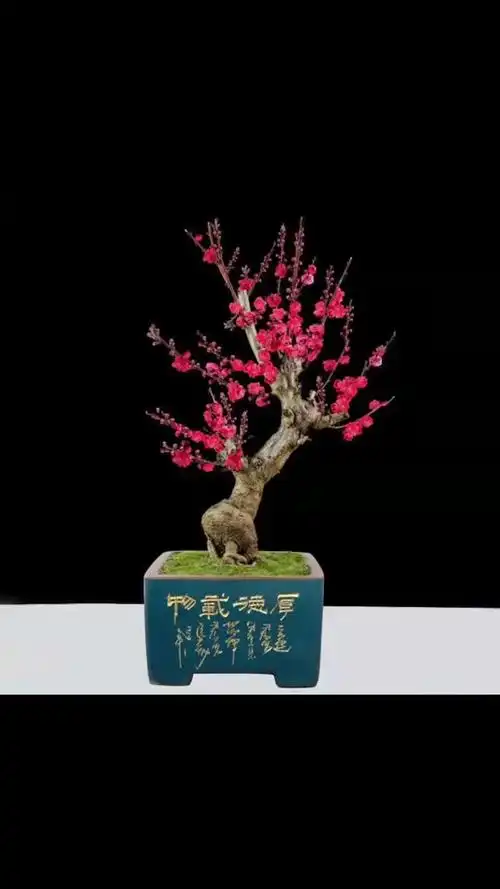 梅花盆景 原生骨里红 朱砂梅 梅花