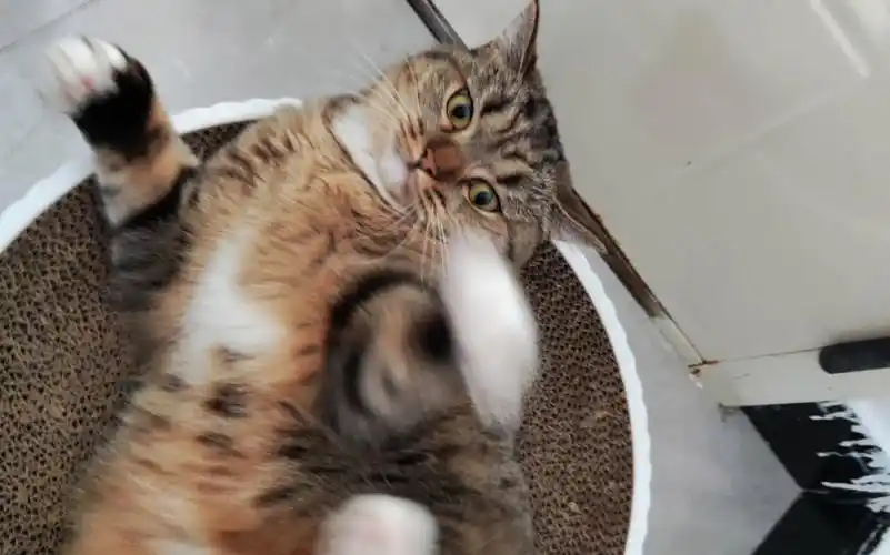 小猫咪就要愿赌服输,不可以耍赖皮的哦