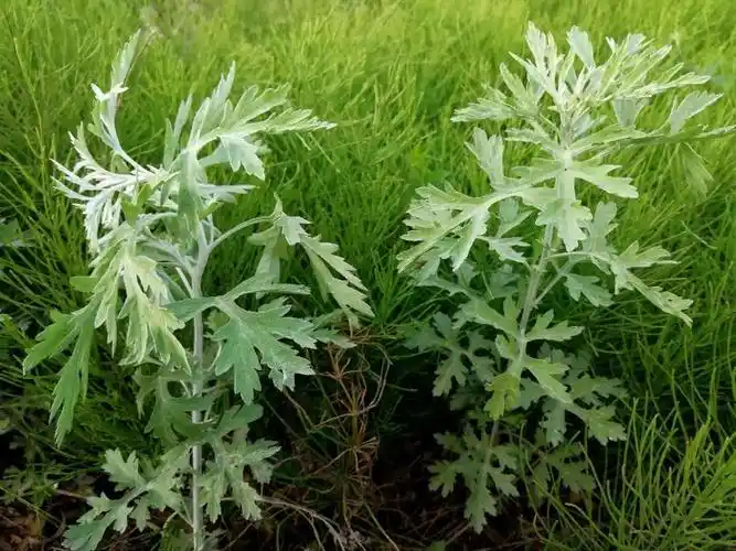 日月峡中草药(038)--艾草