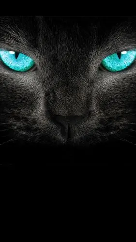 蓝眼的黑猫壁纸,很有霸气的,只有一个头的,想找来做手机壁纸高清大图