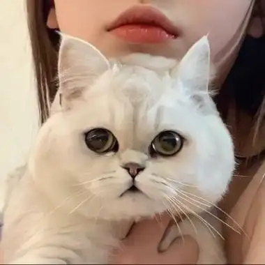 抱猫咪的可爱女生头像qq头像女生抱着猫可爱