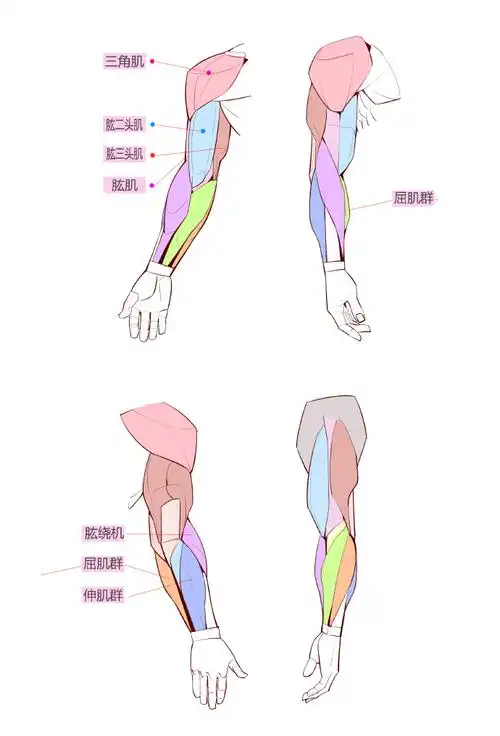 手臂和手臂肌肉结构绘画素材#大木画画##速写##人体结构