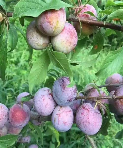 李子苗,新品种李子苗,新品种李子苗价格,李子树树苗新品种