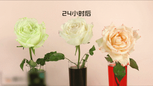 实验原理:图片花为什么会吸水变色?