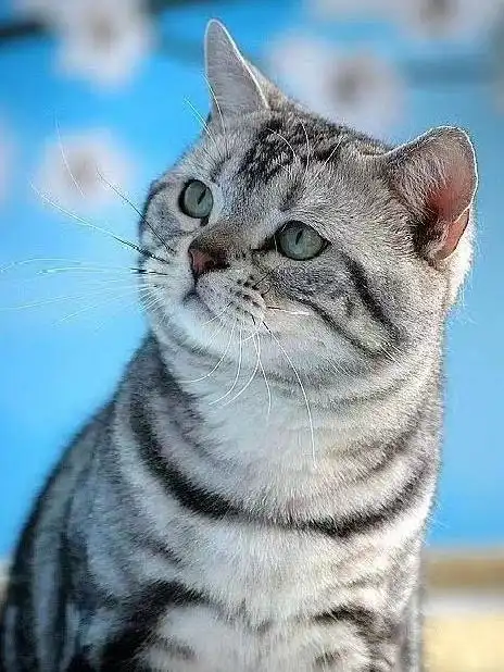 英短虎斑猫多少钱一只(美国短毛猫丨银虎斑) - 价格百科